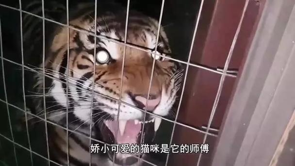 猫咪的愤怒，一场无声的抗议