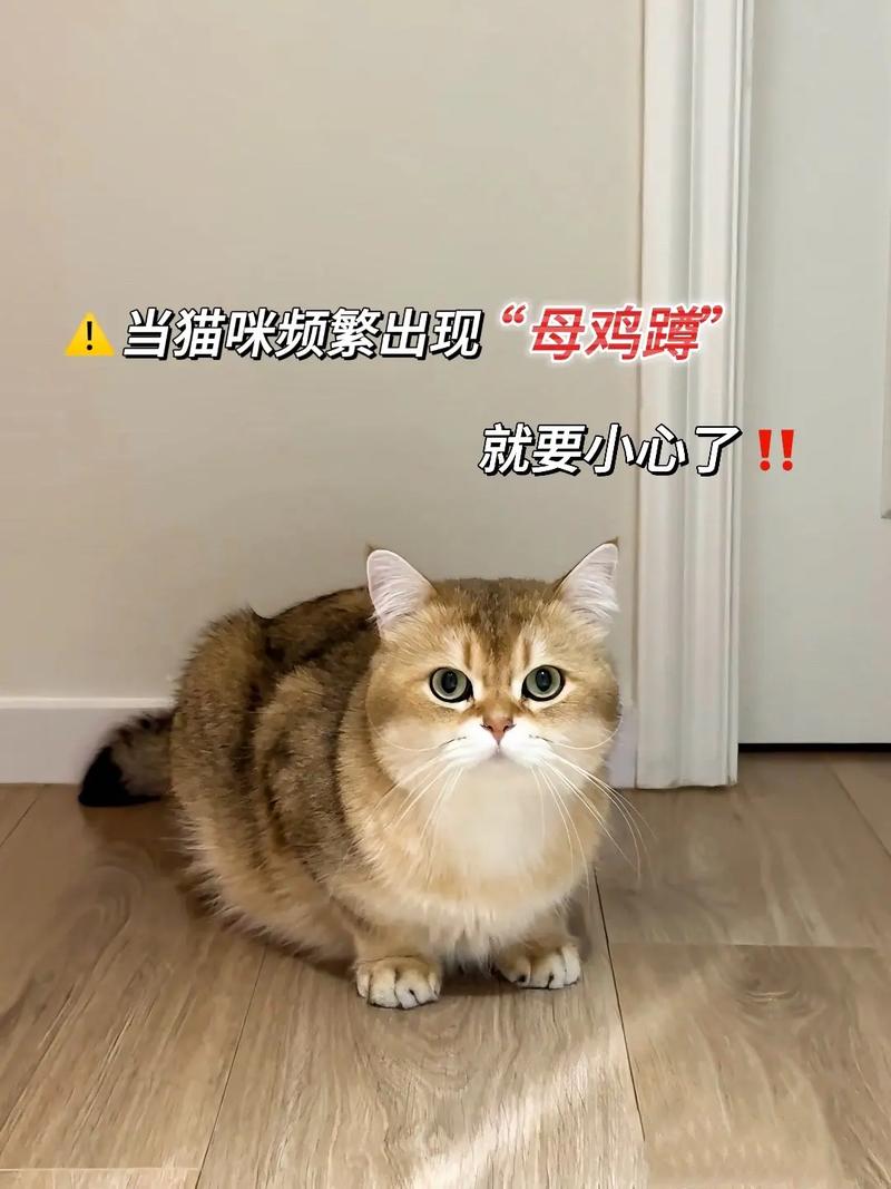 猫咪的喵喵危机，了解和避免猫咪呛到