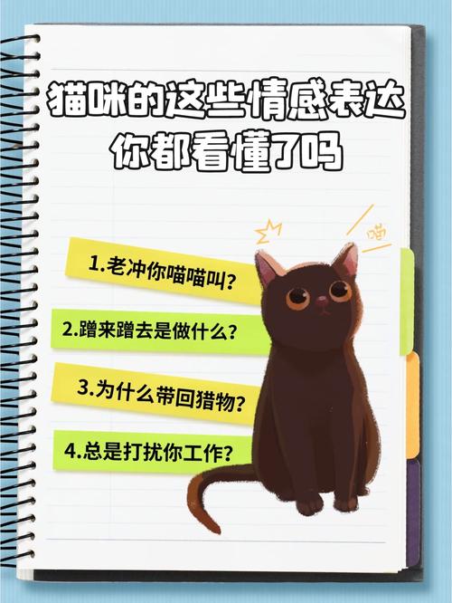 猫咪的硬与人类情感表达