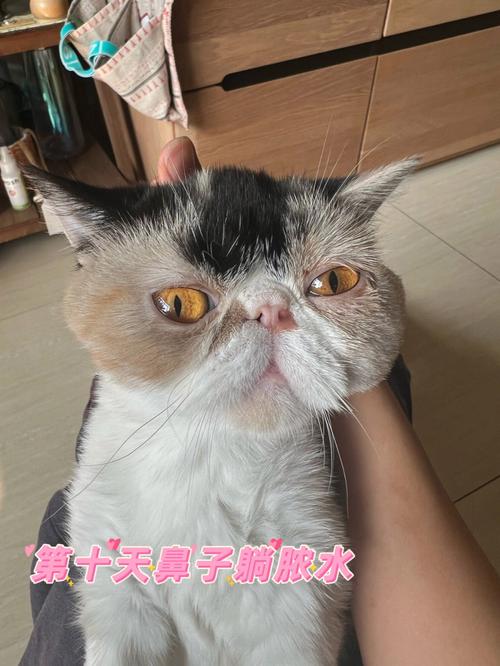 揭秘猫咪囊肿，常见问题与应对策略