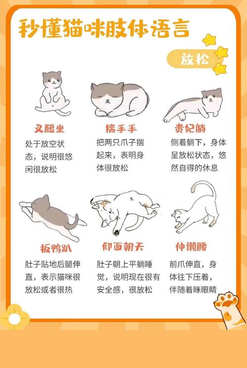 揭秘猫咪的魅力，从日常互动到健康秘诀