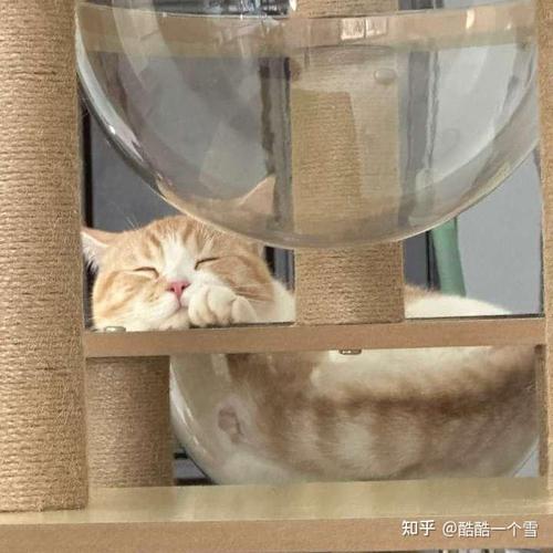 猫咪的沙哑呼唤