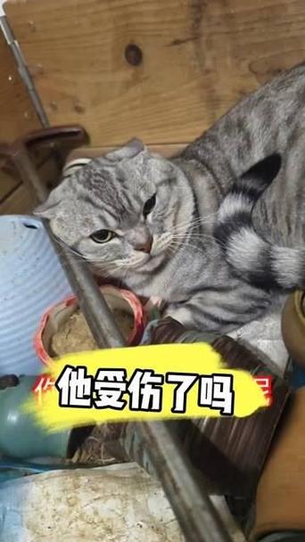 无辜的猫咪，被狗儿的牙齿所伤