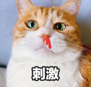 猫咪鼻血