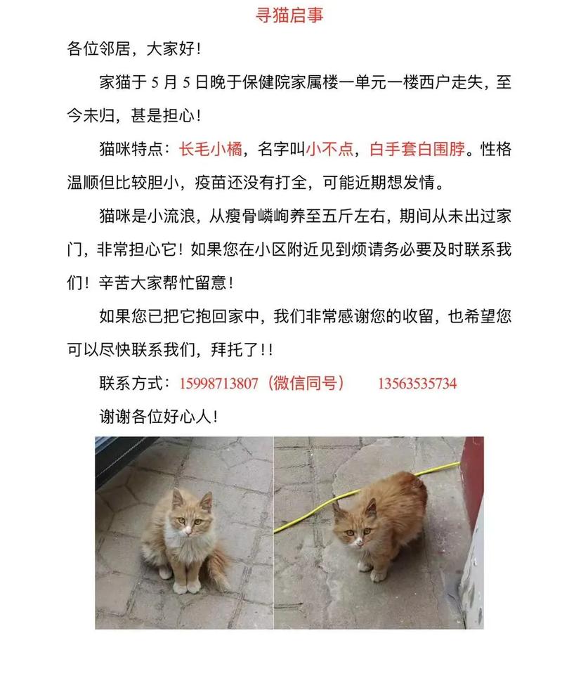 迷路的小宝贝，寻找你的猫咪回家路