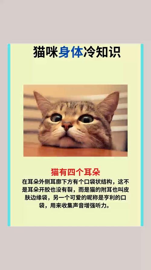 猫咪的神秘生理世界