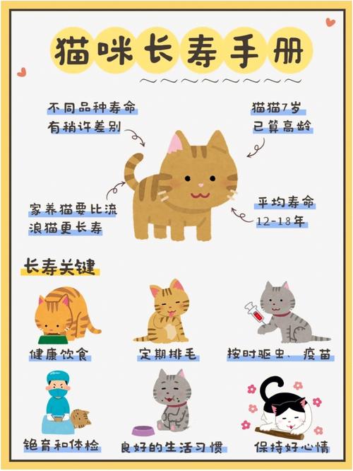 猫咪的秘密世界，解开你家毛茸伙伴的多重身份