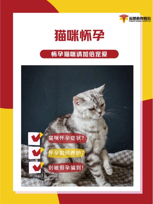 假孕猫咪，揭秘母性本能的神奇表现