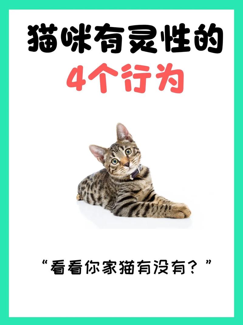 猫咪重庆，一座充满灵性的城市