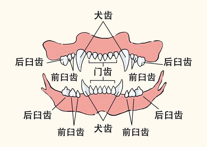 猫咪恒牙，为何它们如此坚固？