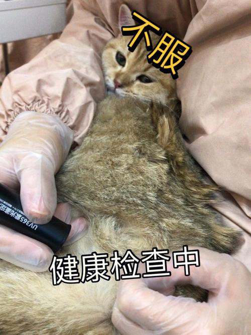 猫咪的疯狂探险，如何优雅地应对家中小妖精的乱跑