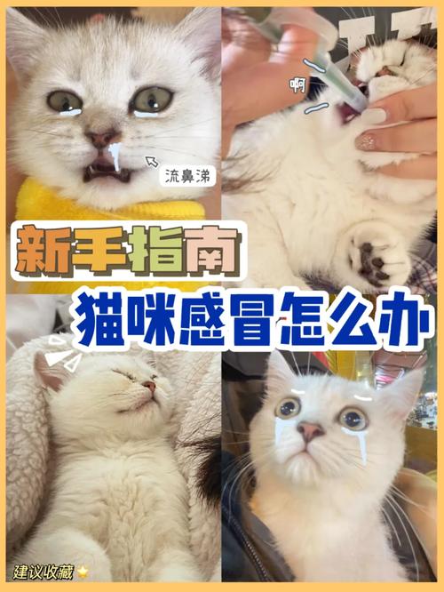 猫咪感冒了，如何有效缓解炎症