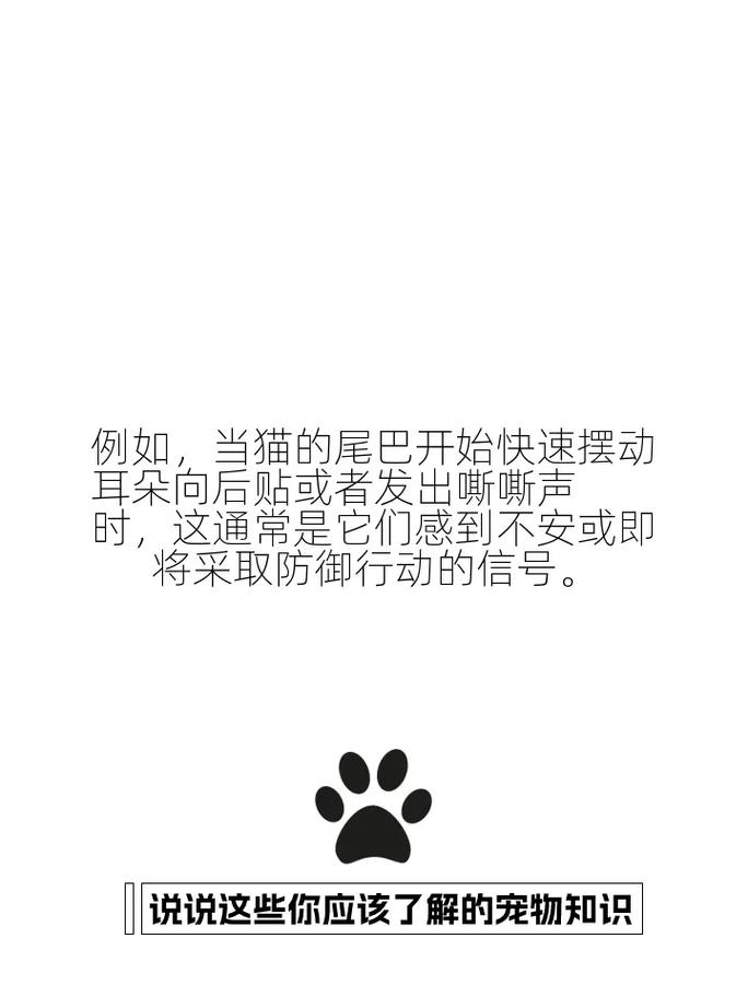 揭秘猫咪SGM，神秘社交圈的秘密