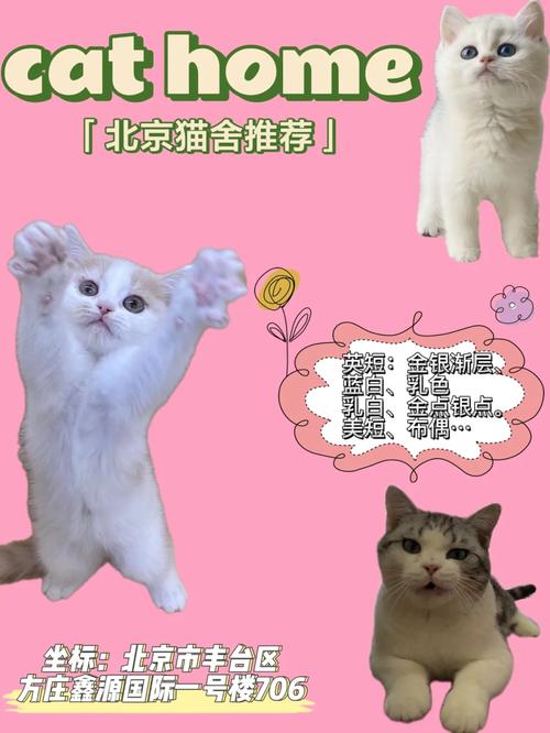 喵喵不妙，猫咪呕血背后的隐秘危机