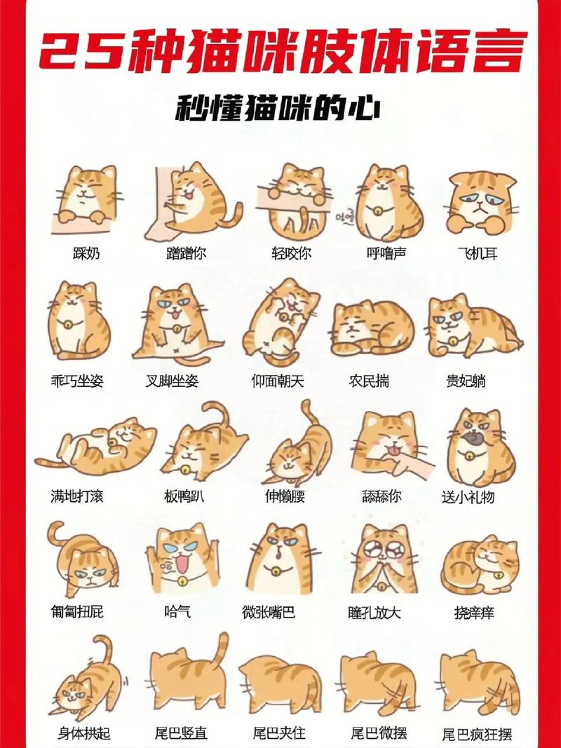 猫咪心性，探索它们细腻的情感世界