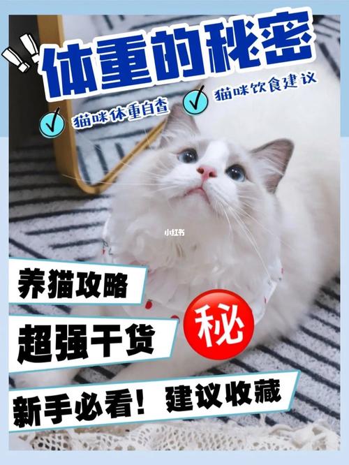 揭秘猫咪价格背后的秘密