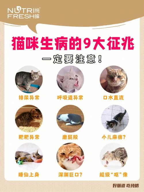 猫咪生病的常见症状与预防指南