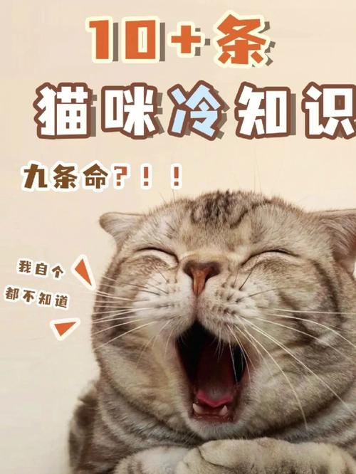 猫咪的生命之门——揭秘咽鼓管的秘密