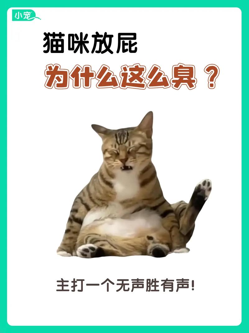 喵星人的秘密，揭秘猫咪抽筋的真相