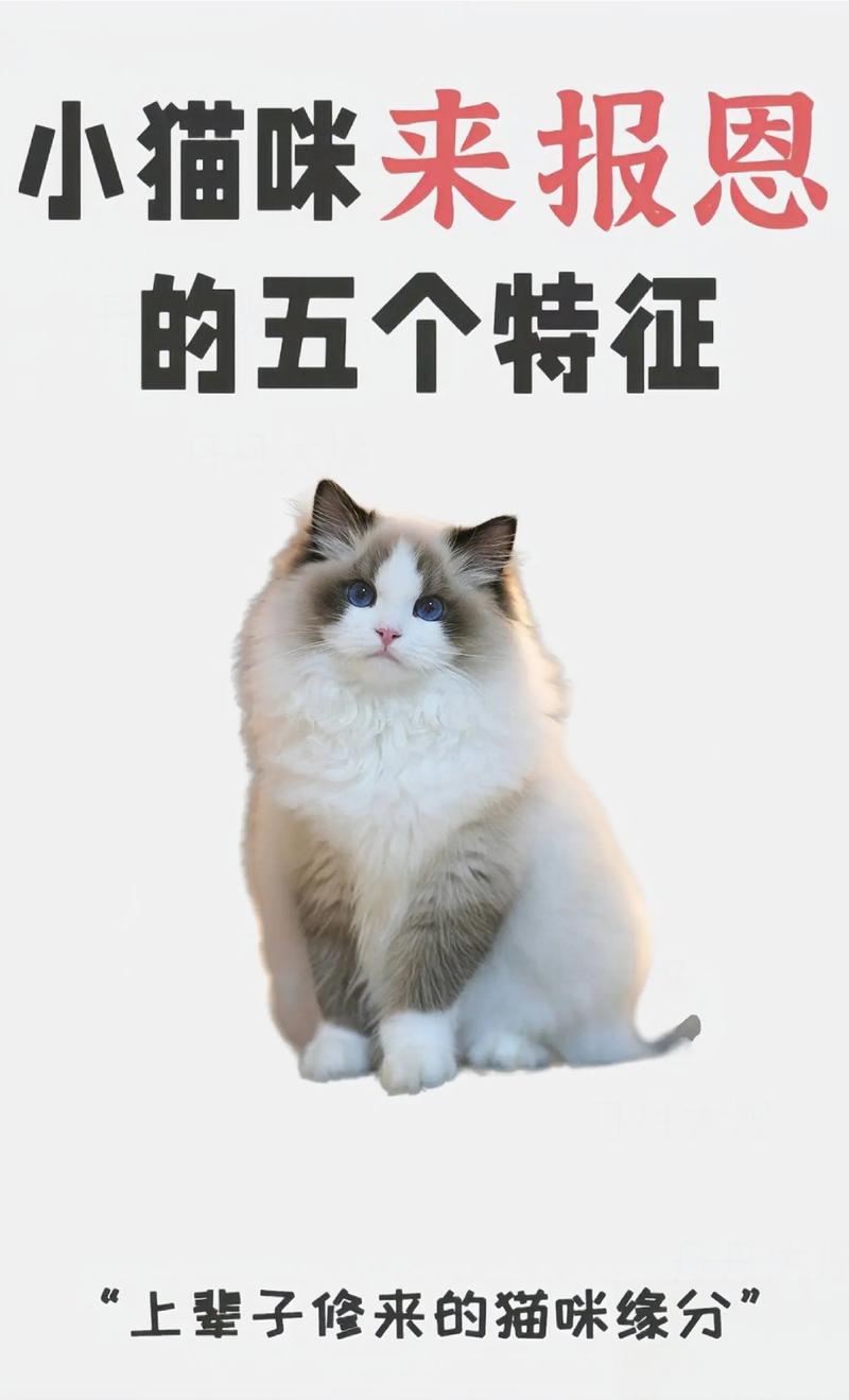 猫咪的超凡感官，为何它们能如此灵敏