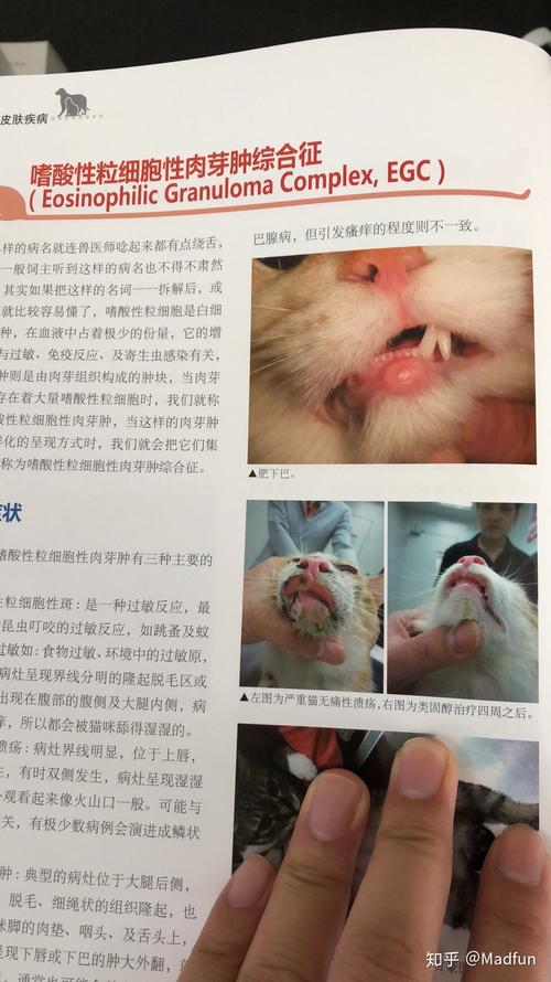 揭秘猫咪肉芽的秘密，养护与健康须知