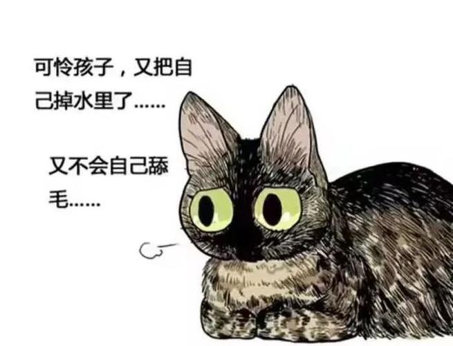 猫奴的烦恼，为什么猫咪总是让人又爱又恨？