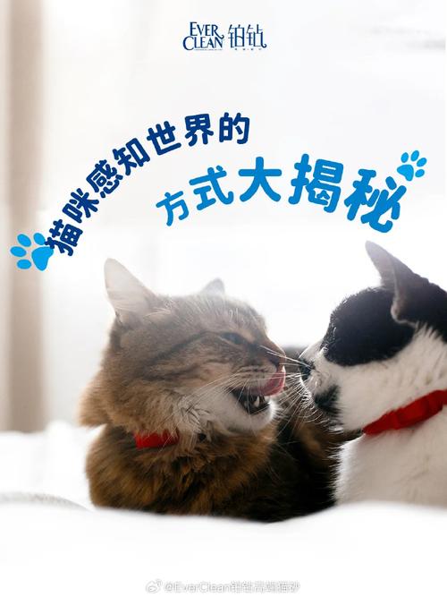 揭秘猫咪的神秘魅力——从FIP看猫咪的世界