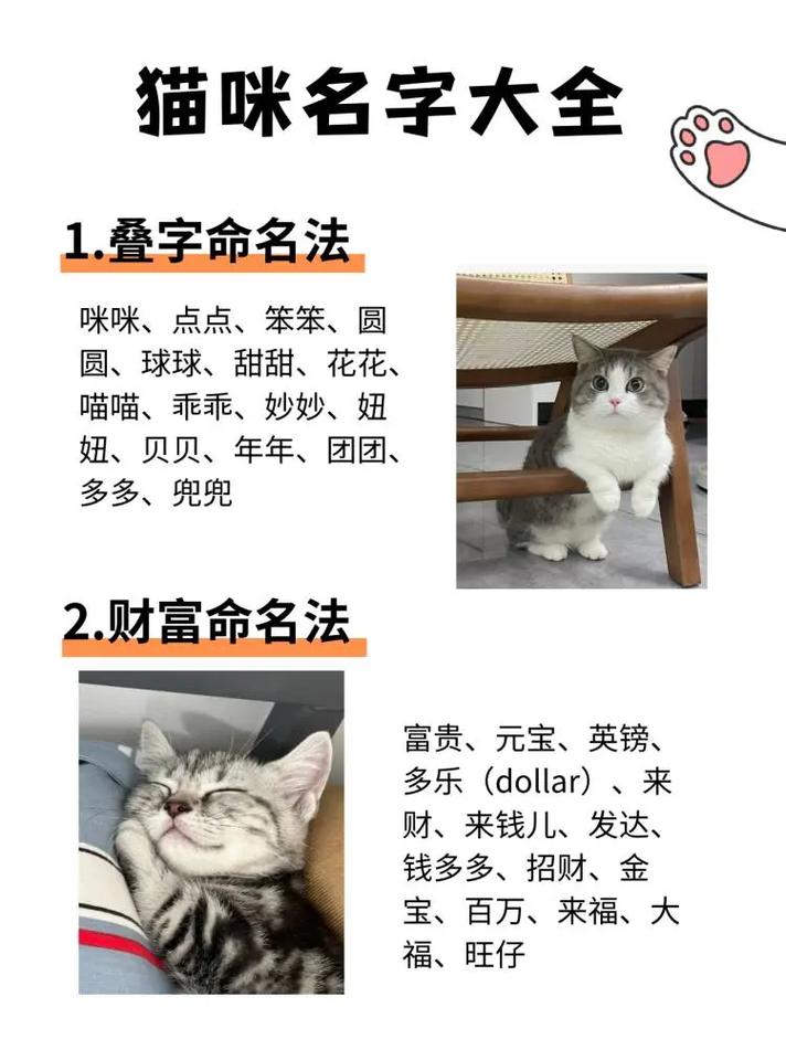 猫咪对猫咪呲牙的处理方法