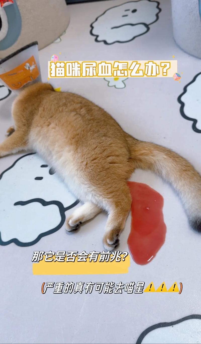 猫咪遭遇意外后为何出现血便？需警惕潜在问题