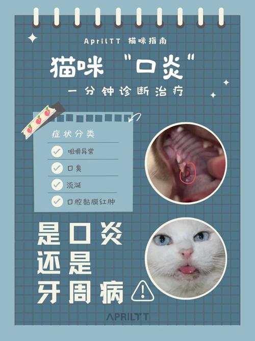 猫咪牙龈出血，主人如何护理