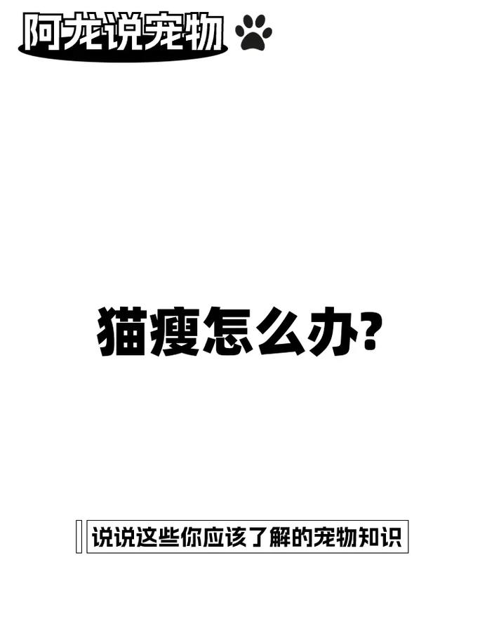 猫咪特别瘦小？了解原因并给予关爱