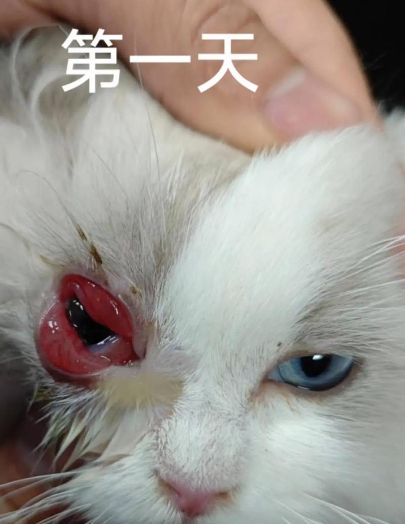 猫咪结膜感染，了解症状、预防与治疗