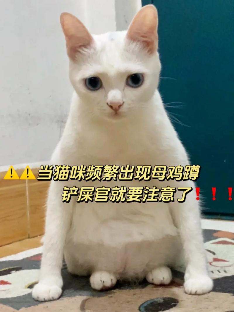 猫咪抽筋，了解和关爱毛孩子的重要时刻