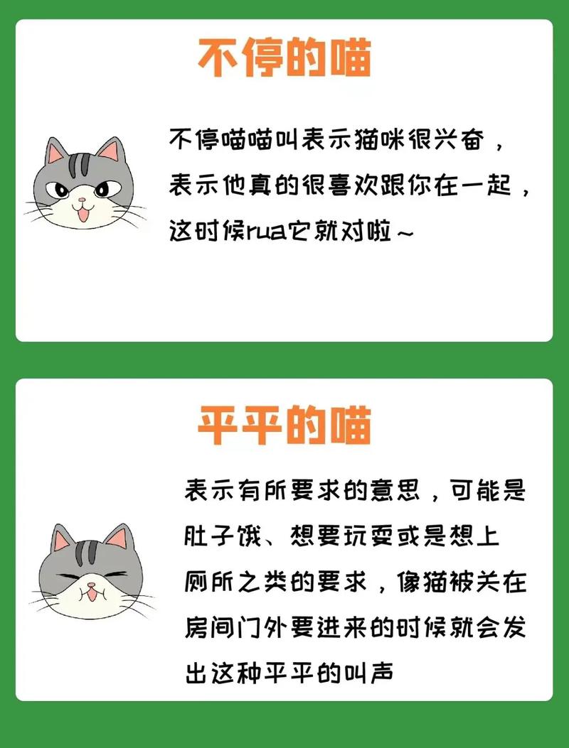 揭秘猫咪证书背后的养宠秘籍