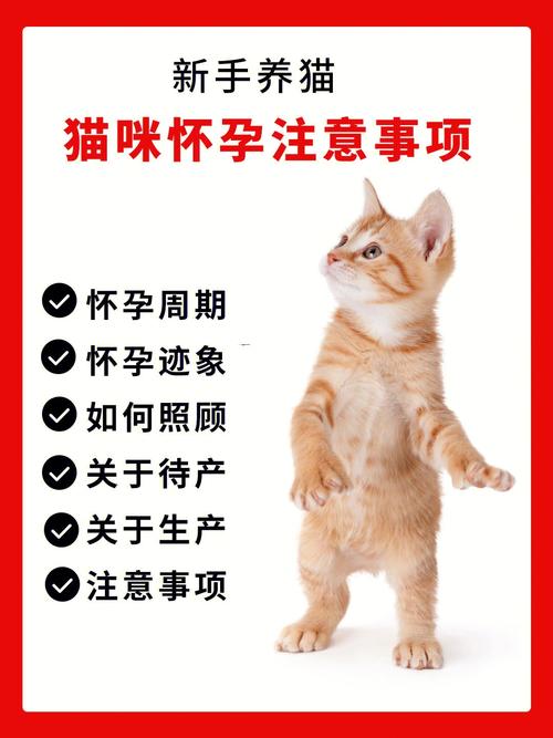 猫咪的美食密码——揭秘猫咪为何钟爱大虾