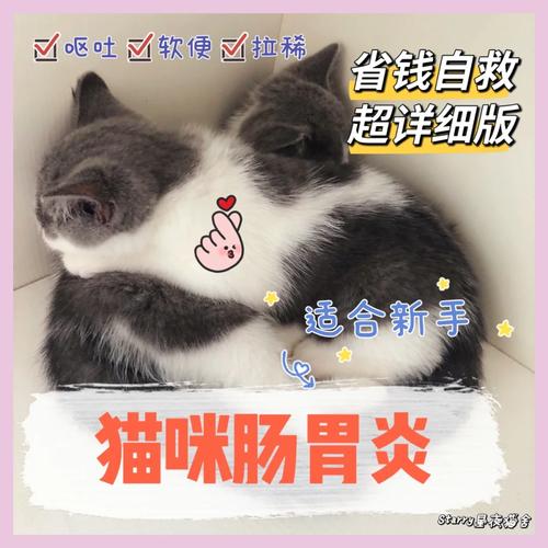 猫咪的呕吐之谜，一次健康警报