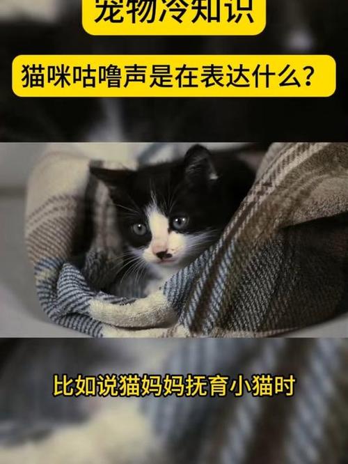 从喵声中窥探猫的内心世界，一场关于兴奋与表达的探索