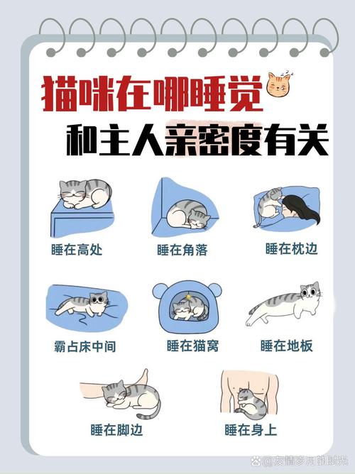 揭秘猫咪为什么能在睡梦中维持超乎寻常的高体温