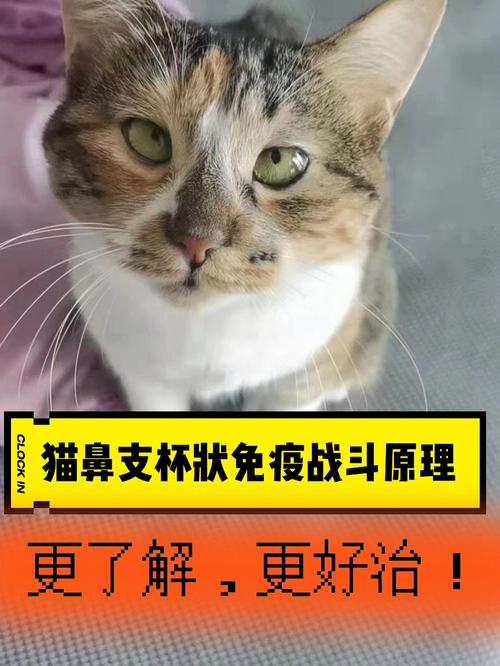 给小猫的第一道防线