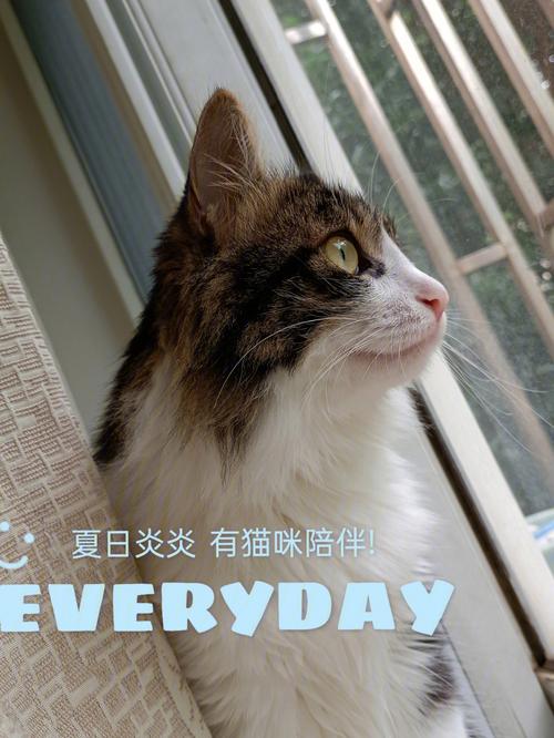 夏日炎炎，猫咪如何安然度夏