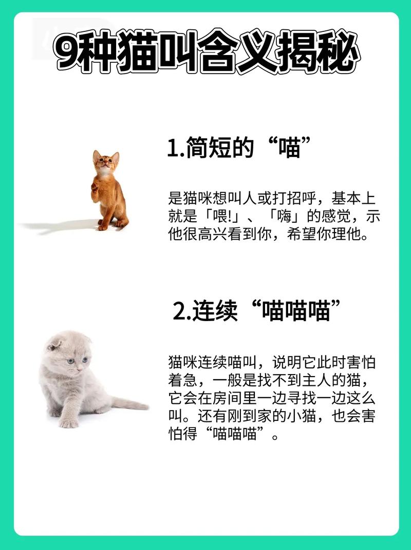 猫咪的魅力，国际猫咪协会为你揭秘