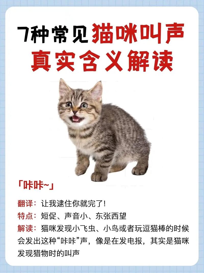 猫咪的内心世界，通过动作解读猫咪的心理