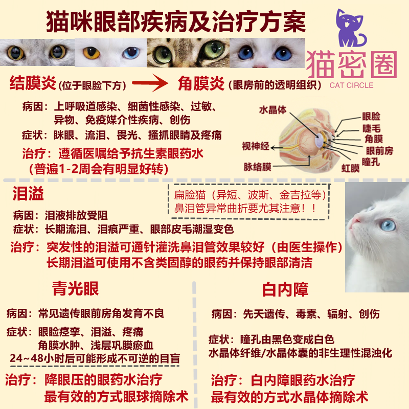 猫咪眼科疾病的常见症状与预防