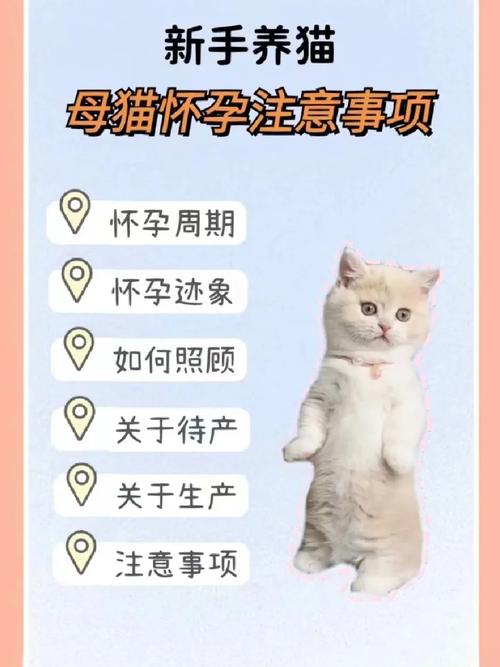 揭秘猫咪怀孕的显著体形变化