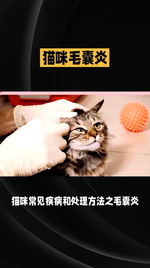 猫咪毛囊感染，如何有效预防与治疗