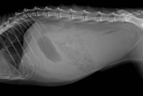 猫咪急性腹水，症状、原因与治疗