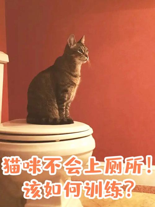 猫咪为何会害怕上厕所？揭秘猫咪的排便恐惧症