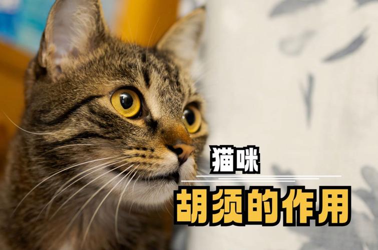 猫咪的卷胡子，神秘的背后