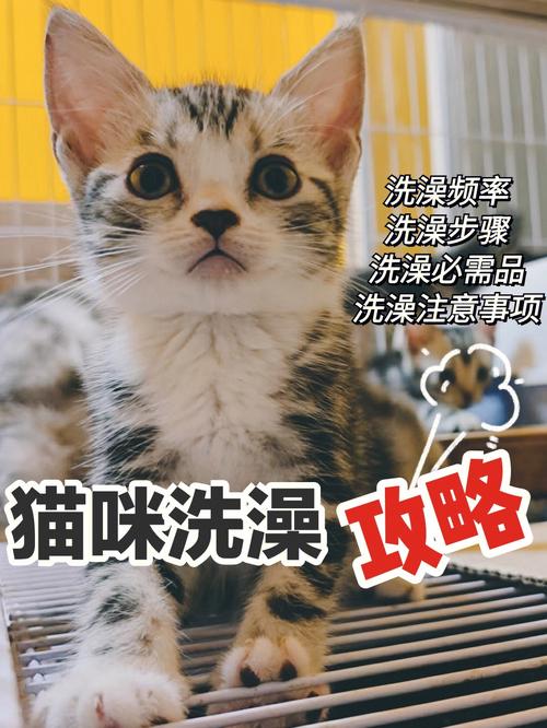 猫咪洗澡勤，健康与快乐的秘诀