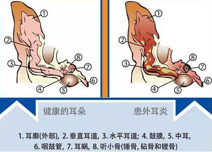 揭秘猫咪耳朵和耳屎的秘密